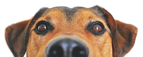portrait of a dog